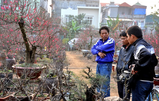 Giá mỗi cây chi mai không dưới 1 triệu đồng, cây có giá cao nhất trong vườn của ông lên tới 10 triệu đồng.
