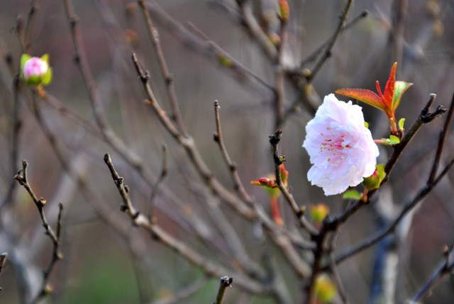 Khi hỏi về nguồn gốc cây chi mai, ông Lan chia sẻ: “Cây chi mai đã có từ lâu đời rồi nhưng ngày xưa người ta chỉ búi lên chơi tự nhiên. Từ sự tìm tòi, hiểu biết trong quá trình đô thị hóa nhu cầu cái đẹp càng tăng đã đưa nảy sinh ý định đưa cây chi mai vào chậu để tôn vẻ đẹp của nó”.