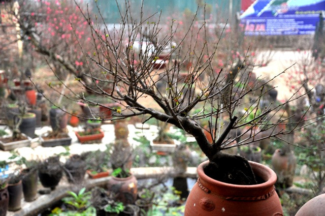 Theo ông Lan, cây chi mai không khó chăm sóc nhưng việc khó khăn nhất là chọn những mẫu chậu hợp với cây để đưa thân vào.