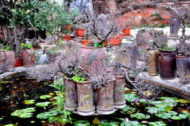 Bên cạnh việc bán cây, ông Lan còn tự trang trí cho ngôi nhà của mình trở nên đẹp đẽ hơn bởi những cây chi mai.