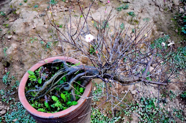 Nét riêng của vườn mai của ông Lan là sự, đường nét cây mai có những điểm nhấn do chính người thợ trong vườn tạo ra.