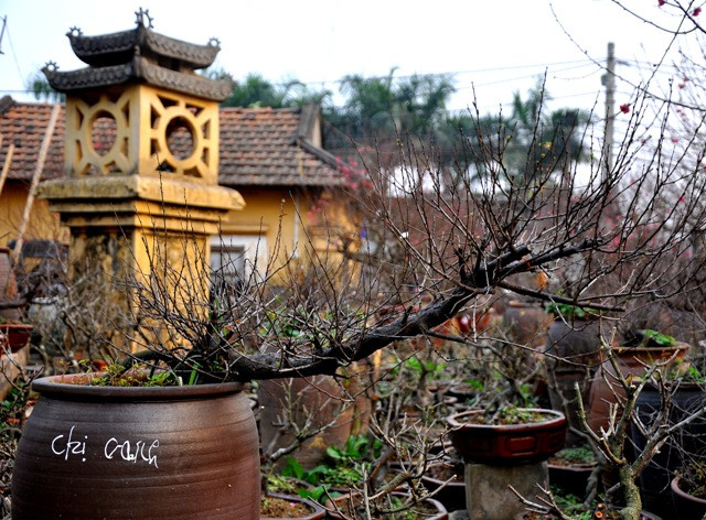 Cây chi mai thế thác đổ mang tính nghệ thuật cao nhất, nhưng thế được mọi người thích và mang ý nghĩa nhất là thế trực.