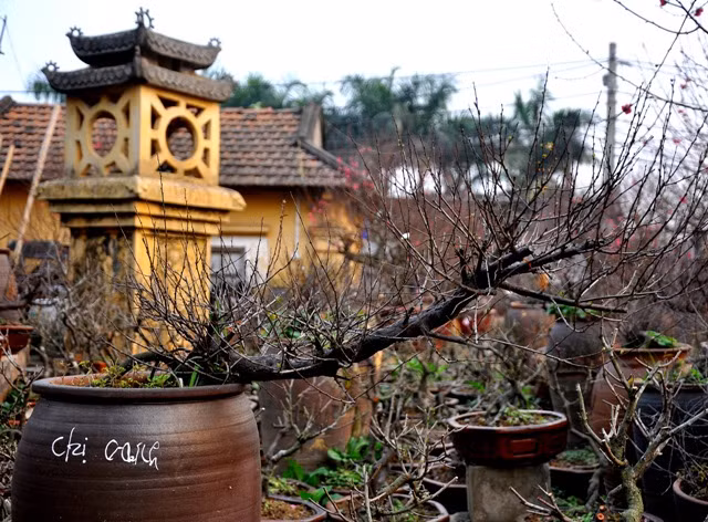 Cây chi mai thế thác đổ mang tính nghệ thuật cao nhất, nhưng thế được mọi người thích và mang ý nghĩa nhất là thế trực.