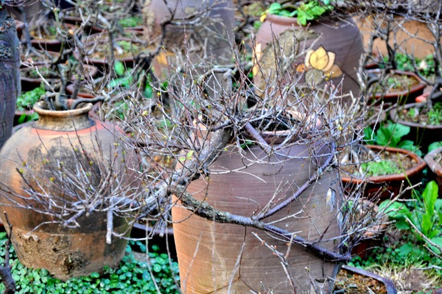 Công việc chuẩn bị chăm sóc cây chi mai được bắt đầu những ngày đầu năm mới để cuối năm có cây bán.