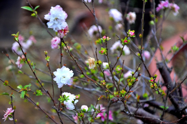 Là một người sành chơi chi mai, ông Lan chia sẻ: “Nụ mai được gọi là hàm tiếu màu đỏ cờ, bên ngoài bao quanh màu đỗ xanh. Bông hoa có hồn theo cung bậc thời gian khi nó dần chuyển sang màu tím hồng và dần trở về màu trắng muốt”.