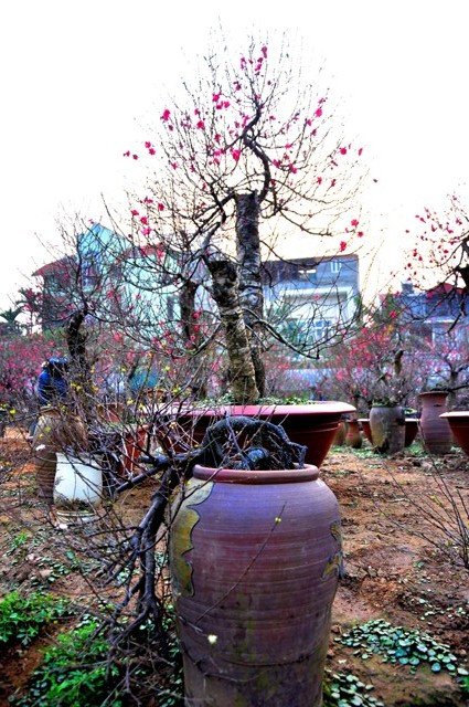 Khi thị trường đào đang sôi động thì thị trường chi mai cũng đang sôi động không kém. Theo nhận định của ông Lan, trong thời gian tới cây chi mai sẽ được người Hà Nội săn mua nhiều hơn.