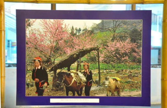 Những con ngựa gắn với cuộc sống thường ngày của vùng cao. Những con ngựa gắn với cuộc sống thường ngày của vùng cao.