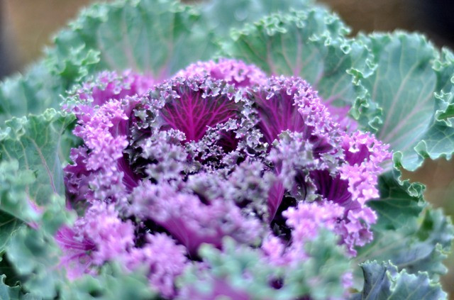 Cây bắp cải cảnh có 2 loại màu chính: màu xanh là những tán lá bao bên ngoài và màu tím là những tán lá trong cùng. Cây bắp cải cảnh có 2 loại màu chính: màu xanh là những tán lá bao bên ngoài và màu tím là những tán lá trong cùng.