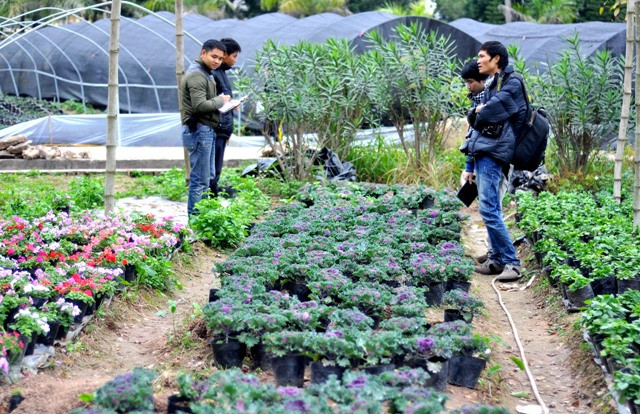 Theo kỹ sư Hà thì việc đưa cây cải bắp cảnh về Việt Nam cũng đã có những tính toán từ trước: “Cây bắp cải cảnh thích nghi với thời tiết lạnh nhưng do điều kiện của thời tiết của Việt Nam không lạnh lắm cho nên cây chưa ra được màu đẹp nhất của nó”. Theo kỹ sư Hà thì việc đưa cây cải bắp cảnh về Việt Nam cũng đã có những tính toán từ trước: “Cây bắp cải cảnh thích nghi với thời tiết lạnh nhưng do điều kiện của thời tiết của Việt Nam không lạnh lắm cho nên cây chưa ra được màu đẹp nhất của nó”.