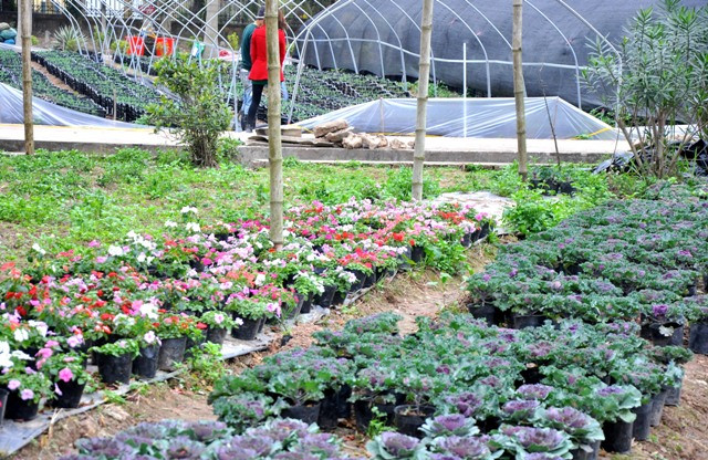 Người mua có thể đến tận vườn để xem và chọn mua cây mình thích. Ngoài ra, tại đây các kỹ sư nông nghiệp trẻ này còn hướng dẫn cách chăm sóc cây làm sao có thể chơi được lâu. Người mua có thể đến tận vườn để xem và chọn mua cây mình thích. Ngoài ra, tại đây các kỹ sư nông nghiệp trẻ này còn hướng dẫn cách chăm sóc cây làm sao có thể chơi được lâu.