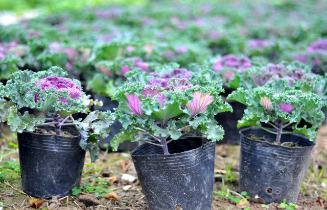 Theo kỹ sư nông nghiệp Nguyễn Đình Hà, 23 tuổi đang làm việc tại vườn thực vật Đại học Nông nghiệp Hà Nội: “Năm nay (2013), tôi và một số anh em làm trong vườn đã quyết định nhập 1.000 hạt giống bắp cải về gieo thử. Kết quả, chúng tôi đã đạt được thành công với tỉ lệ 800 cây/1.000 hạt giống”. Theo kỹ sư nông nghiệp Nguyễn Đình Hà, 23 tuổi đang làm việc tại vườn thực vật Đại học Nông nghiệp Hà Nội: “Năm nay (2013), tôi và một số anh em làm trong vườn đã quyết định nhập 1.000 hạt giống bắp cải về gieo thử. Kết quả, chúng tôi đã đạt được thành công với tỉ lệ 800 cây/1.000 hạt giống”.