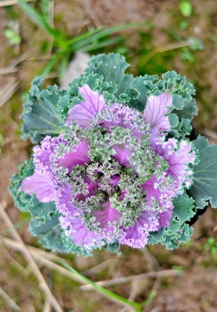 Từ lúc gieo hạt cho tới lúc cây bắp cải cảnh thành phẩm phải mất 3 - 4 tháng. Từ lúc gieo hạt cho tới lúc cây bắp cải cảnh thành phẩm phải mất 3 - 4 tháng.