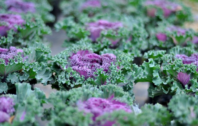 Cây bắp cải cảnh không quá lớn lại có màu rất bắt mắt cho nên thu hút được rất đông mọi người tới mua về chơi trong dịp Tết. Cây bắp cải cảnh không quá lớn lại có màu rất bắt mắt cho nên thu hút được rất đông mọi người tới mua về chơi trong dịp Tết.