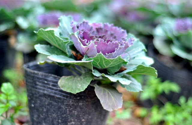 Mỗi cây bắp cải cảnh trong vườn có giá bán từ 20.000 – 30.000 đồng. Mỗi cây bắp cải cảnh trong vườn có giá bán từ 20.000 – 30.000 đồng.