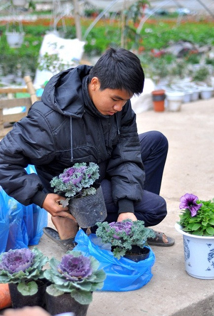 Theo anh Hà, trong vườn hiện tại có khoảng hơn 400 gốc cây bắp cải đã được bán đi cho các cửa hàng ở khắp Hà Nội và số còn lại đã có nhiều người đặt mua và gửi nhờ chăm sóc tới gần Tết sẽ mang về chơi. Theo anh Hà, trong vườn hiện tại có khoảng hơn 400 gốc cây bắp cải đã được bán đi cho các cửa hàng ở khắp Hà Nội và số còn lại đã có nhiều người đặt mua và gửi nhờ chăm sóc tới gần Tết sẽ mang về chơi.
