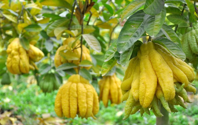 Theo anh Hòa cho biết, mỗi gốc phật thủ trong vườn của anh cho thu hoạch cho thời gian giáp Tết này có khoảng 30 – 40 quả. Theo anh Hòa cho biết, mỗi gốc phật thủ trong vườn của anh cho thu hoạch cho thời gian giáp Tết này có khoảng 30 – 40 quả.