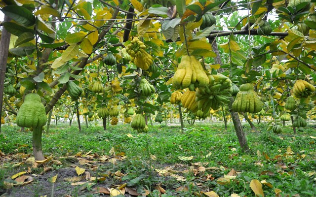 Theo như giá bán buôn, trung bình mỗi quả phật thủ có giá từ 60 – 100 nghìn đồng. Theo như giá bán buôn, trung bình mỗi quả phật thủ có giá từ 60 – 100 nghìn đồng.