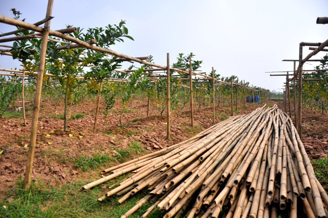 Bên cạnh những vườn cây phật thủ xum xuê đang đợi thu hoạch, khu vực bãi đất này còn có nhiều vườn phật thủ vừa mới trồng. Bên cạnh những vườn cây phật thủ xum xuê đang đợi thu hoạch, khu vực bãi đất này còn có nhiều vườn phật thủ vừa mới trồng.