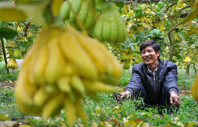Vườn cây của anh Hòa thời gian này ước tính thu được khoảng 60 triệu đồng/ sào. Còn nhiều vườn khác, thấp nhất cũng phải từ 30 – 35 triệu đồng/sào. Vườn cây của anh Hòa thời gian này ước tính thu được khoảng 60 triệu đồng/ sào. Còn nhiều vườn khác, thấp nhất cũng phải từ 30 – 35 triệu đồng/sào.