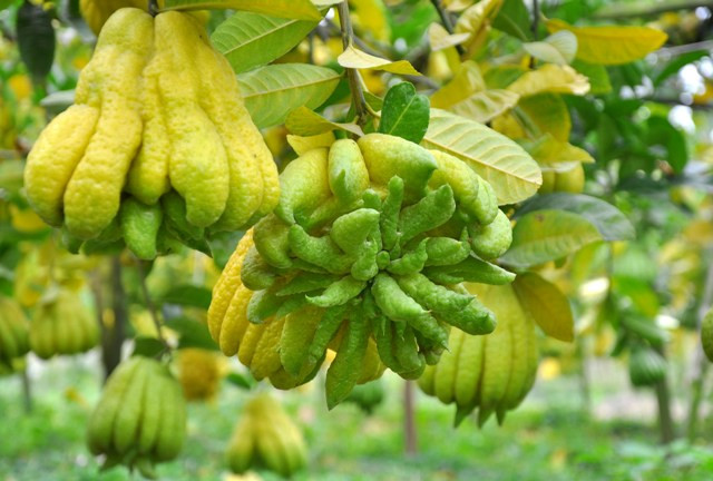 Cây phật thủ cho quả quanh năm, người trồng phật thủ có thể bán luôn, bán lẻ vào nhiều dịp trong năm như: Tết, rằm, mùng một… Cây phật thủ cho quả quanh năm, người trồng phật thủ có thể bán luôn, bán lẻ vào nhiều dịp trong năm như: Tết, rằm, mùng một…