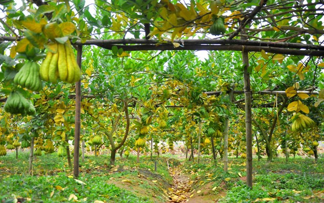 Người đầu tiên nhân giống cây phật thủ thành công ở Đắc Sở chính là ông Nguyễn Văn Thiết ở xóm 4, thôn Đông Hạ. Vài năm sau, hàng chục hộ dân ở Đắc Sở đã đưa cây Phật thủ ra trồng trên những đồng bãi trước đây trồng rau màu. Người đầu tiên nhân giống cây phật thủ thành công ở Đắc Sở chính là ông Nguyễn Văn Thiết ở xóm 4, thôn Đông Hạ. Vài năm sau, hàng chục hộ dân ở Đắc Sở đã đưa cây Phật thủ ra trồng trên những đồng bãi trước đây trồng rau màu.