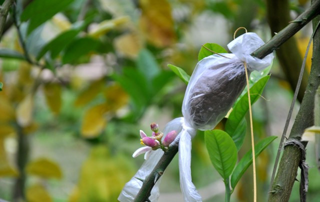 Với mỗi gốc phật thủ, cây sẽ cho thu hoạch tốt nhất trong 6 - 7 vụ đầu. Vì vậy việc lai cây giống mới để thay thế các cây cũ phải được thực hiện thường xuyên. Với mỗi gốc phật thủ, cây sẽ cho thu hoạch tốt nhất trong 6 - 7 vụ đầu. Vì vậy việc lai cây giống mới để thay thế các cây cũ phải được thực hiện thường xuyên.