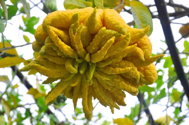 Trong mỗi vườn cây sẽ luôn có những quả phật thủ đẹp và độc. Mỗi quả độc có thể có giá vài triệu đồng. Theo anh Hòa để chọn được một quả phật thủ đẹp phải đủ điều kiện như: tay đều, da bóng, quả phải cân đối… Trong mỗi vườn cây sẽ luôn có những quả phật thủ đẹp và độc. Mỗi quả độc có thể có giá vài triệu đồng. Theo anh Hòa để chọn được một quả phật thủ đẹp phải đủ điều kiện như: tay đều, da bóng, quả phải cân đối…