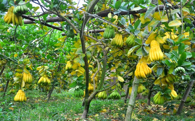 Vườn cây phật thủ của anh Hòa có diện tích hơn 3600m2 đất và có khoảng hơn 300 gốc cây phật thủ. Vườn cây phật thủ của anh Hòa có diện tích hơn 3600m2 đất và có khoảng hơn 300 gốc cây phật thủ.