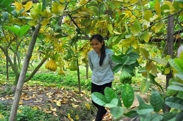 “Chi phí đầu tư cho mỗi sào cây phật thủ khoảng 10 – 15 triệu đồng”, anh Hào cho biết. “Chi phí đầu tư cho mỗi sào cây phật thủ khoảng 10 – 15 triệu đồng”, anh Hào cho biết.