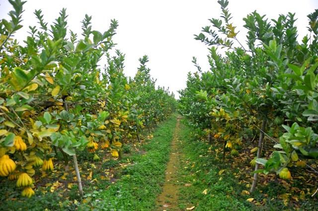 Những luống cây phật thủ xum xuê quả đang đợi thu hoạch đón Tết Nguyên đán. Những luống cây phật thủ xum xuê quả đang đợi thu hoạch đón Tết Nguyên đán.