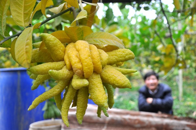 Anh Hòa cho biết: “Quả phật thủ này không bao giờ sợ ế, dù có thối cũng vẫn có người mua”. Anh Hòa cho biết: “Quả phật thủ này không bao giờ sợ ế, dù có thối cũng vẫn có người mua”.