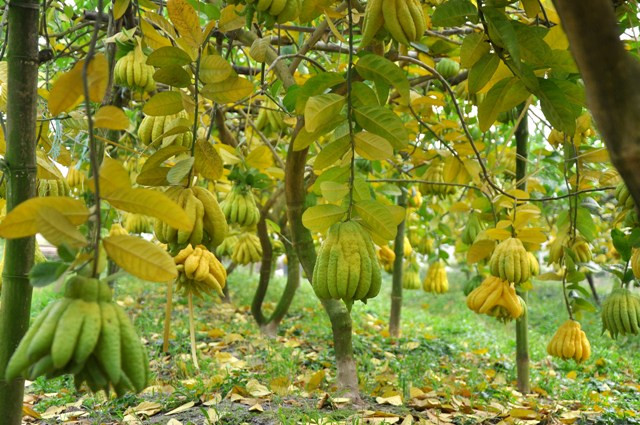 Vào thời điểm gần Tết, vườn cây phật thủ sẽ cho thu hoạch lớn nhất trong năm. Đây là vụ chính trong năm được người trồng mong đợi nhất. Vào thời điểm gần Tết, vườn cây phật thủ sẽ cho thu hoạch lớn nhất trong năm. Đây là vụ chính trong năm được người trồng mong đợi nhất.