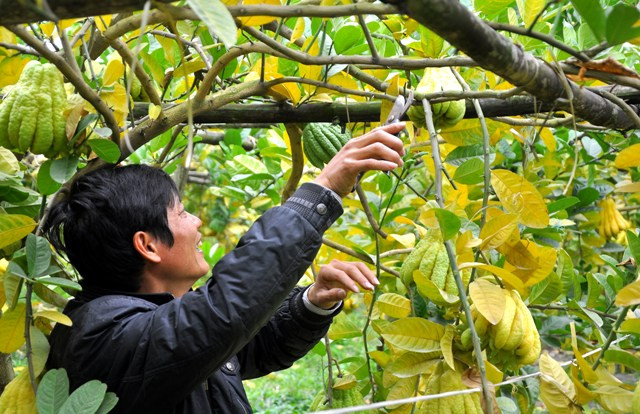 Việc chăm sóc cây phật thủ mất nhiều công hơn trồng cam quýt. Đặc biệt là phải phun nhiều thuốc sâu vì cây phật thủ rất nhiều sâu bệnh. Việc chăm sóc cây phật thủ mất nhiều công hơn trồng cam quýt. Đặc biệt là phải phun nhiều thuốc sâu vì cây phật thủ rất nhiều sâu bệnh.