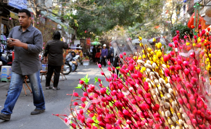 Nụ tầm xuân rực rỡ màu sắc trên phố