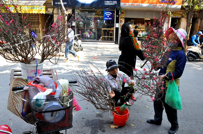 Những cành đào Nhật Tân đã được đưa xuống phố bán từ những ngày đầu tháng Chạp. Nhưng càng tới gần Tết, số lượng đào và người bán tăng gấp nhiều lần những ngày trước đó.