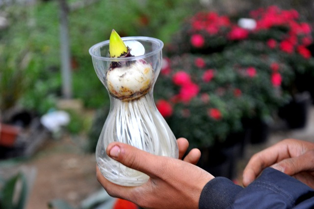 Hoa có xuất xứ từ Trung Quốc màu sắc đẹp và đồng đều Hoa có xuất xứ từ Trung Quốc màu sắc đẹp và đồng đều