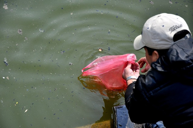 Người Việt tin rằng, việc thả cá chép vào ngày 23 tháng Chạp Âm lịch là để Táo Quân cưỡi cá chép bay về trời để trình báo chuyện bếp núc, và mọi việc xảy ra trong gia đình với Ngọc Hoàng. Người Việt tin rằng, việc thả cá chép vào ngày 23 tháng Chạp Âm lịch là để Táo Quân cưỡi cá chép bay về trời để trình báo chuyện bếp núc, và mọi việc xảy ra trong gia đình với Ngọc Hoàng.