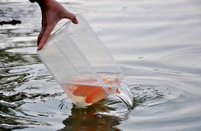 Sau lễ cúng, mọi người lại rủ nhau ra các bến ở Hồ Tây, sông… để phóng sinh cá chép. Sau lễ cúng, mọi người lại rủ nhau ra các bến ở Hồ Tây, sông… để phóng sinh cá chép.