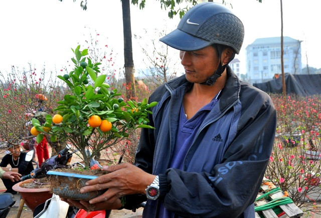 Cây quất mini mới xuất hiện trên thị trường Hà Nội được 2 năm nay. Loại cây này do anh Phạm Văn Mích, 45 tuổi, ở Văn Giang (Hưng Yên) lần đầu tiên trồng và đưa về Hà Nội bán dịp Tết Nguyên đán năm ngoái.