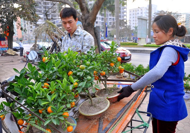 Hiện tại, năm nay ở Văn Giang (Hưng Yên) đã có nhiều người trồng loại cây này. Nhưng trồng nhiều nhất vẫn là vườn cây Hà Mích của vợ chồng anh Mích.