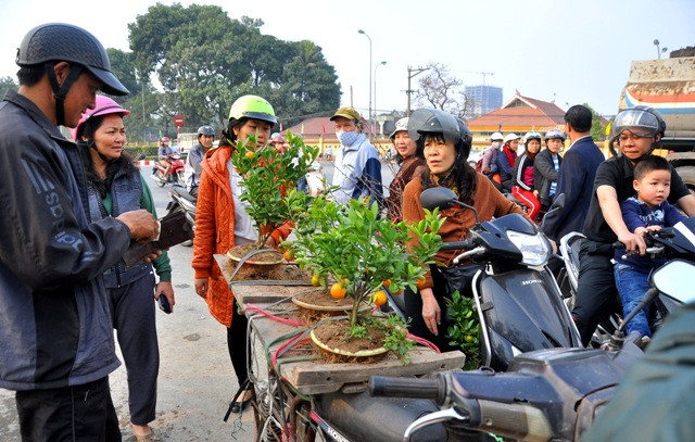 Giữa phố hoa tràn ngập những cây đào thế, quất thế… có giá tiền triệu thì những cây quất này lại được mọi người chọn lựa bởi phù hợp với nhu cầu và giá cả.