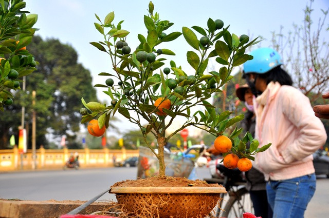 Theo anh Mích, năm nay anh đưa xuống thị trường ở Hà Nội gần 1.000 cây quất mini và bán ở nhiều địa điểm quanh khu vực huyện ủy Từ Liêm (Hà Nội).
