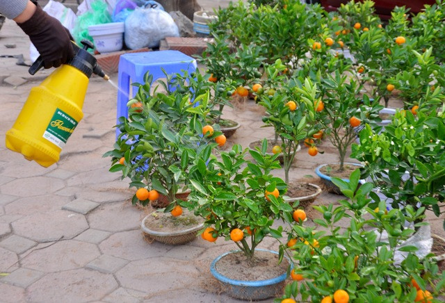Lạ mắt, giá thành hợp lý, quất mimi bỗng trở thành cây cảnh "đặc sản" trong dịp tết này.