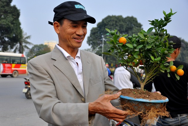 Một người khách đang ngắm nghía cây quất mini trước khi quyết định mua. Theo vị khách này, cây quất mini nhìn khá lạ mắt và thích hợp để ở trong nhà có không gian hẹp.