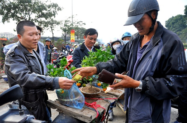 Mỗi cây quất mini có giá dao động từ 50.000 – 100.000 đồng.