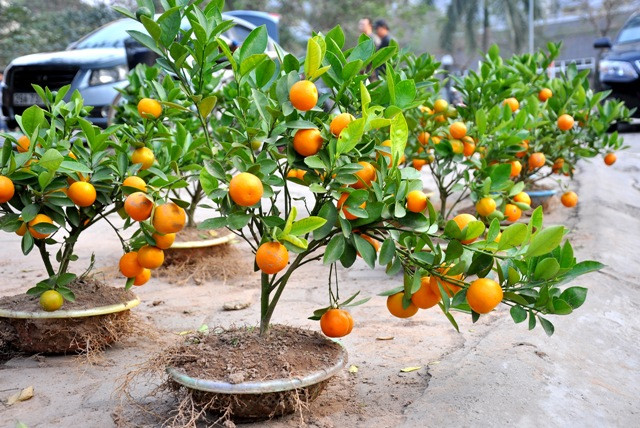 Để có một cây quất mini, những người trồng cây phải mất 2 năm chăm sóc. “Vì cây nhỏ và yếu, việc cho hoa và quả đúng vào dịp Tết là rất khó. Có nhiều cây đã bị hỏng phải làm đi làm lại nhiều lần.” – anh Phạm Văn Mích chia sẻ.