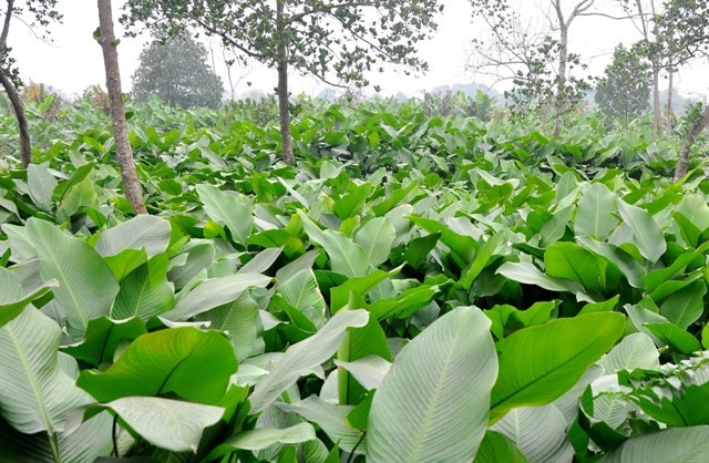 Thôn Tràng Cát bao đời nay đã được biết đến với những cánh đồng bát ngát lá dong xanh mơn mởn và đẹp.