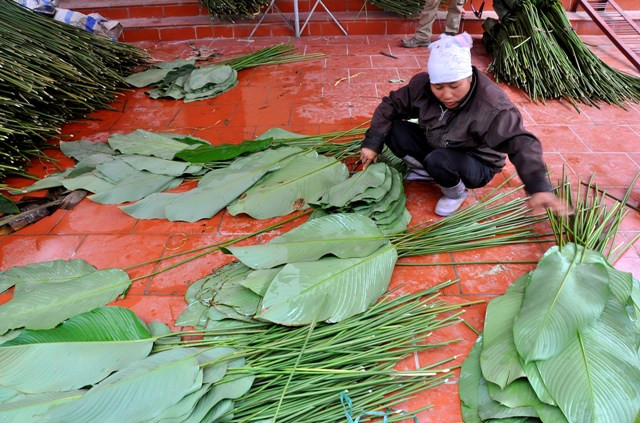 Bà Nguyễn Thị Vệ, thôn Tràng Cát cho biết: “Năm nay tôi đã mua được 3 sào lá dong với giá 23 triệu đồng”. Lá dong được bà Vệ cắt về đều được phân loại để bán với những giá khác nhau. Một bó là 100 lá có giá khoảng 60 – 80 nghìn đồng.