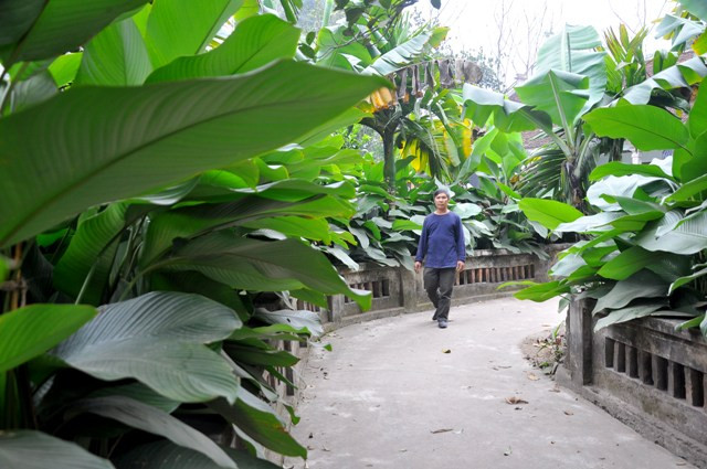 Ngõ nhỏ của nhà ông Nguyễn Kim Ghi, 56 tuổi, thôn Tràng Cát ngập màu xanh của những tàu lá dong.