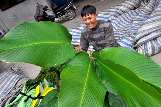 Những chiếc lá dong có kích thước tới 50 - 60 cm được anh Công soạn riêng để bán với giá cao hơn lá thường nhiều lần.